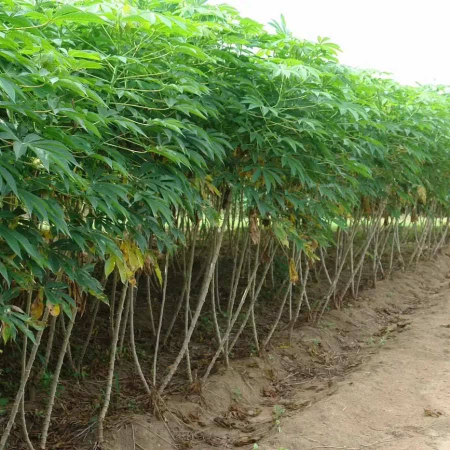 cassava-farming-jpg